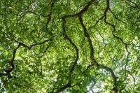 Vue en contre-plongée de la cime des arbres