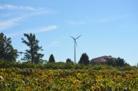 Eolienne à l’arrière-plan d’un champ de tournesols.