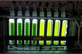 Microalgae cultures