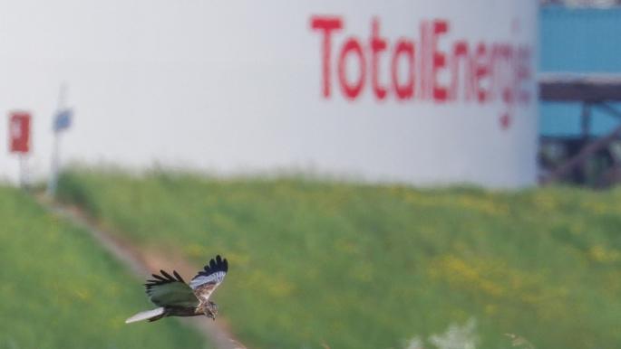 Oiseau volant devant le site TotalEnergies de Zeeland - voir description détaillée ci-après