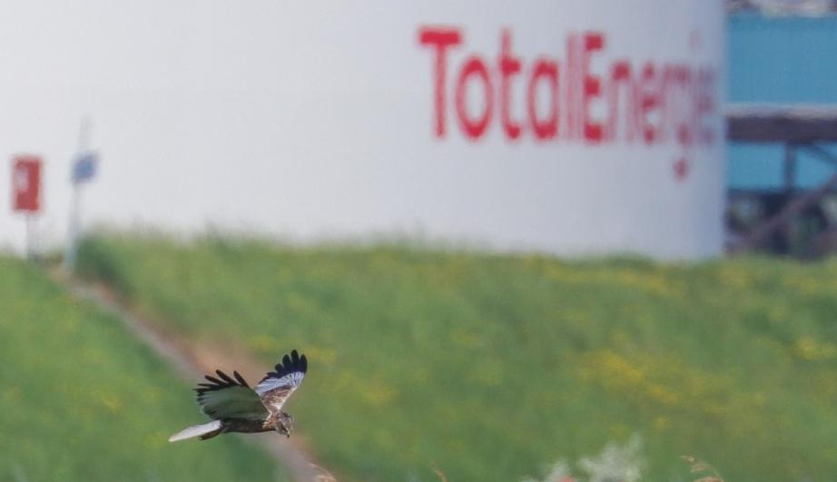 Oiseau volant devant le site TotalEnergies de Zeeland - voir description détaillée ci-après
