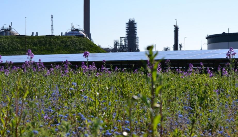 Champ de fleurs devant le site de Zeeland - voir description détaillée ci-après