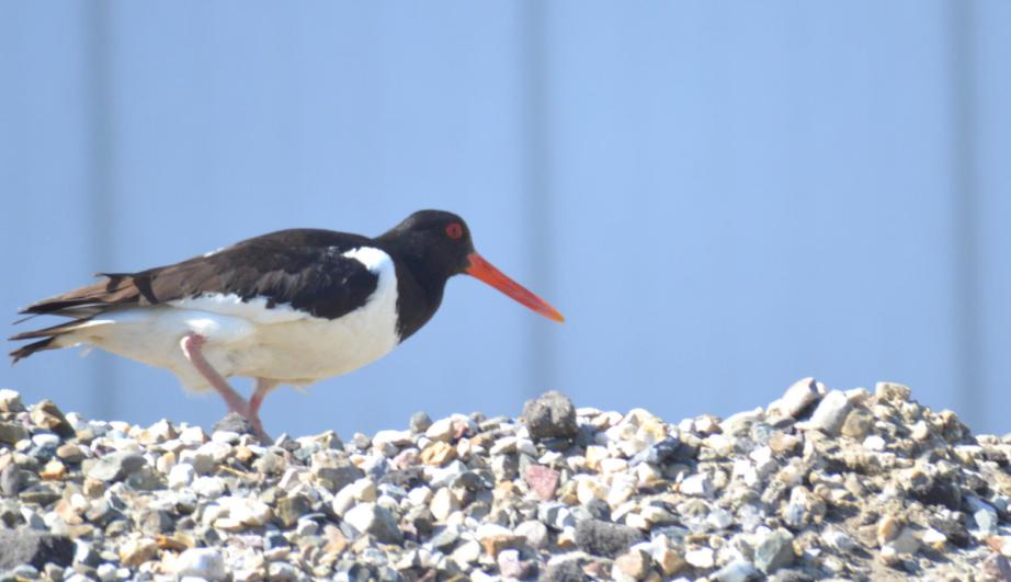 Oiseau sur des gravats - voir description détaillée ci-après