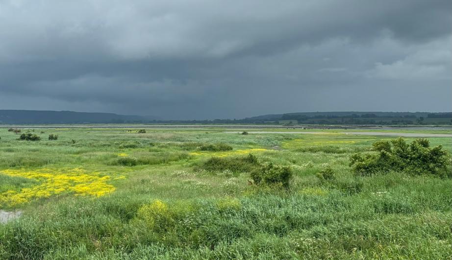 © TotalEnergies Champ de verdure sous un ciel ombragé - voir description détaillée ci-après